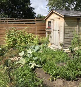 garden growing with shed