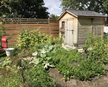 garden growing with shed
