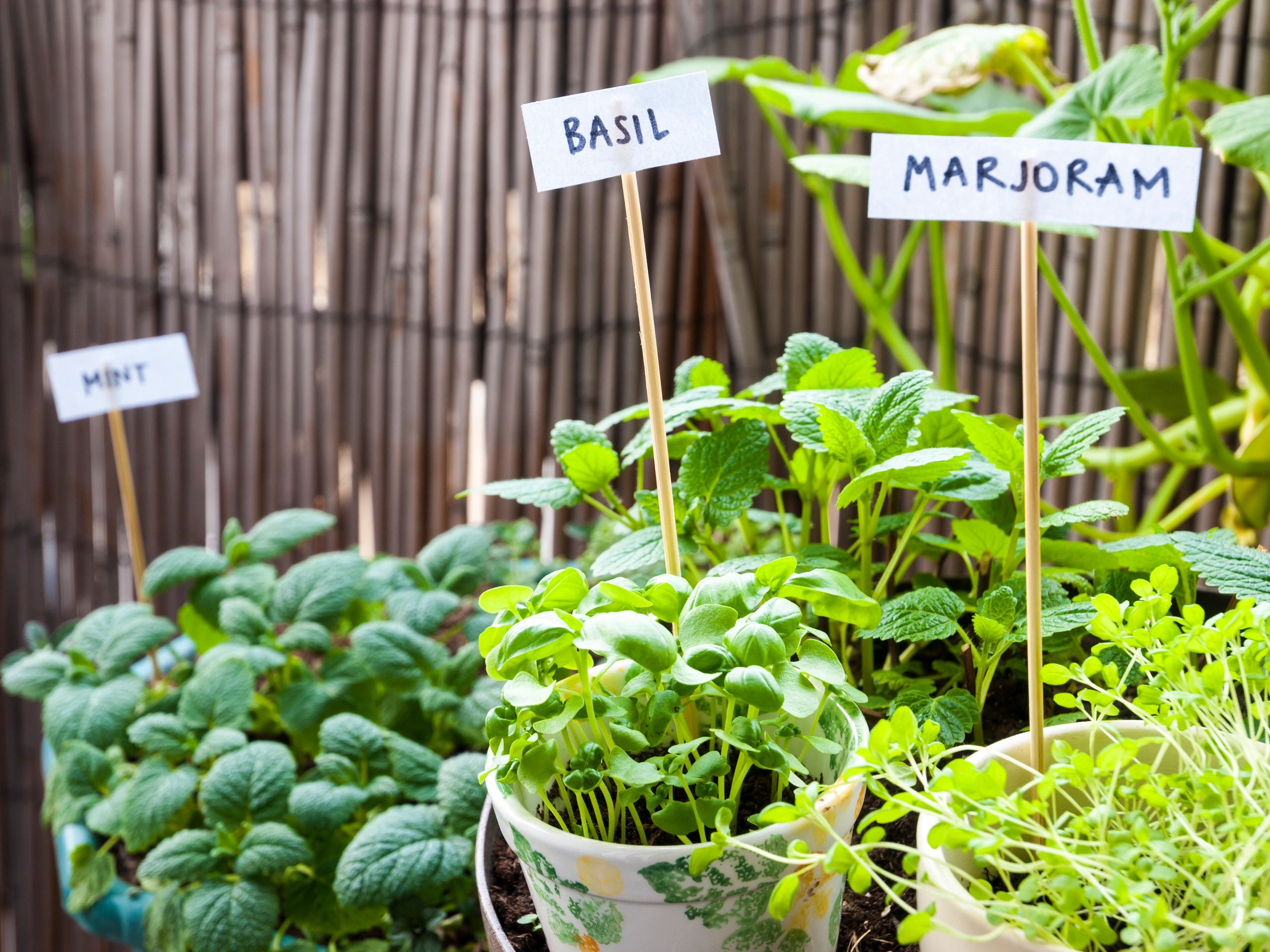 Herb garden with labeled plants